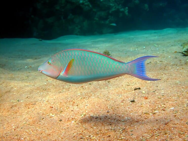 parrotfish